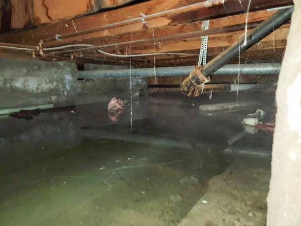 Best Mold removal after water damage  in Fort Myers, FL